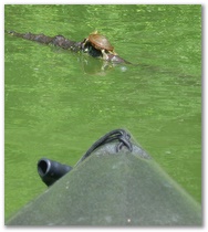 Kayak Trip #11 - Hyland Lake