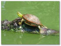 Kayak Trip #11 - Hyland Lake