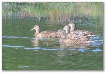 Kayak Trip #12 - Lake of the Isles / Cedar / Calhoun